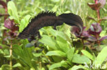 Great Crested Newt