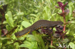 Kamsalamander (Triturus cristatus)