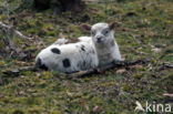 sheep (Ovis domesticus)