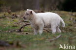 Drents heideschaap (Ovis domesticus)