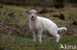 sheep (Ovis domesticus)