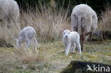 Drents heideschaap (Ovis domesticus)