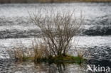 Nationaal Park Dwingelderveld