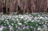 Bosanemoon (Anemone nemorosa)