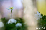 Bosanemoon (Anemone nemorosa)