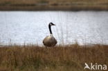 Canada Goose (Branta canadensis)