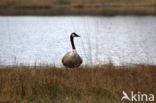 Canadese Gans (Branta canadensis)