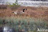 Canadese Gans (Branta canadensis)