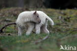 Drents heideschaap (Ovis domesticus)