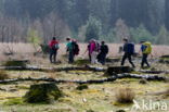 Nationaal Park Dwingelderveld