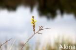 National Park Dwingelderveld