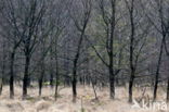 National Park Dwingelderveld