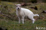 Drents heideschaap (Ovis domesticus)