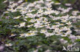 Bosanemoon (Anemone nemorosa)