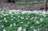 Bosanemoon (Anemone nemorosa)