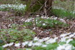 Wood Anemone (Anemone nemorosa)