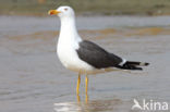 Kleine Mantelmeeuw (Larus fuscus)