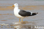 Kleine Mantelmeeuw (Larus fuscus)