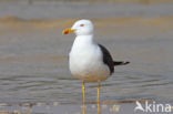 Kleine Mantelmeeuw (Larus fuscus)