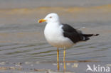 Kleine Mantelmeeuw (Larus fuscus)