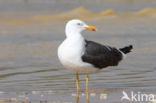 Kleine Mantelmeeuw (Larus fuscus)