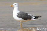 Kleine Mantelmeeuw (Larus fuscus)