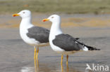 Kleine Mantelmeeuw (Larus fuscus)