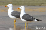 Kleine Mantelmeeuw (Larus fuscus)