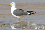 Kleine Mantelmeeuw (Larus fuscus)