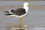 Kleine Mantelmeeuw (Larus fuscus)