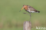 Black-tailed Godwit (Limosa limosa)