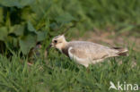 Lapwing (Vanellus vanellus)