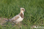 Lapwing (Vanellus vanellus)