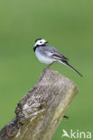 Witte Kwikstaart (Motacilla alba)