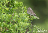 Meadow Pipit (Anthus pratensis)