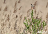 European Stonechat (Saxicola rubicola)