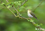 Fluiter (Phylloscopus sibilatrix)