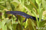 Alpine Newt (Ichthyosaura alpestris)