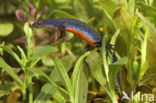 Alpine Newt (Ichthyosaura alpestris)