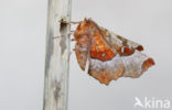 Purple Thorn (Selenia tetralunaria)