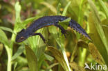 Alpine Newt (Ichthyosaura alpestris)