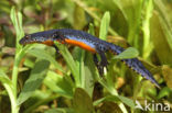Alpine Newt (Ichthyosaura alpestris)