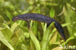 Alpine Newt (Ichthyosaura alpestris)