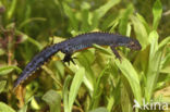 Alpine Newt (Ichthyosaura alpestris)