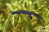 Alpine Newt (Ichthyosaura alpestris)