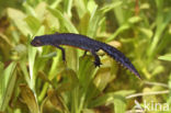 Alpine Newt (Ichthyosaura alpestris)