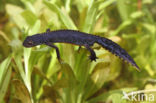 Alpine Newt (Ichthyosaura alpestris)