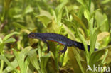 Alpine Newt (Ichthyosaura alpestris)