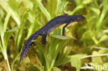 Alpine Newt (Ichthyosaura alpestris)