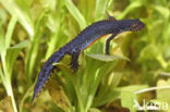 Alpine Newt (Ichthyosaura alpestris)